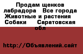 Продам щенков лабрадора - Все города Животные и растения » Собаки   . Саратовская обл.